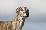 GALGO 010
